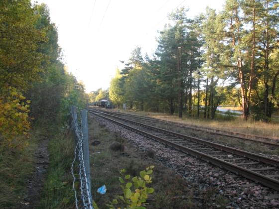 Närmast stationen på den västra sidan av spåret finns några planterade oxlar, figur 15.