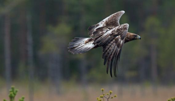 Biologisk mångfald Biologisk mångfald är variationsrikedomen bland levande organismer av alla ursprung, inklusive från bland annat landbaserade, marina och andra akvatiska ekosystem och de ekologiska