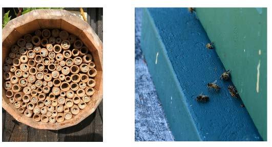 Pollinerare och pollinering Det finns många insekter som pollinerar. Hit hör bland annat humlor, bin, fjärilar, blomflugor och vissa skalbaggar.