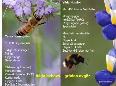 Bild 2. För våra åkergrödor är humlor och tambin de viktigaste pollinerande insekterna. Honungsbin lever i stora samhällen och är igång tidigt på våren.