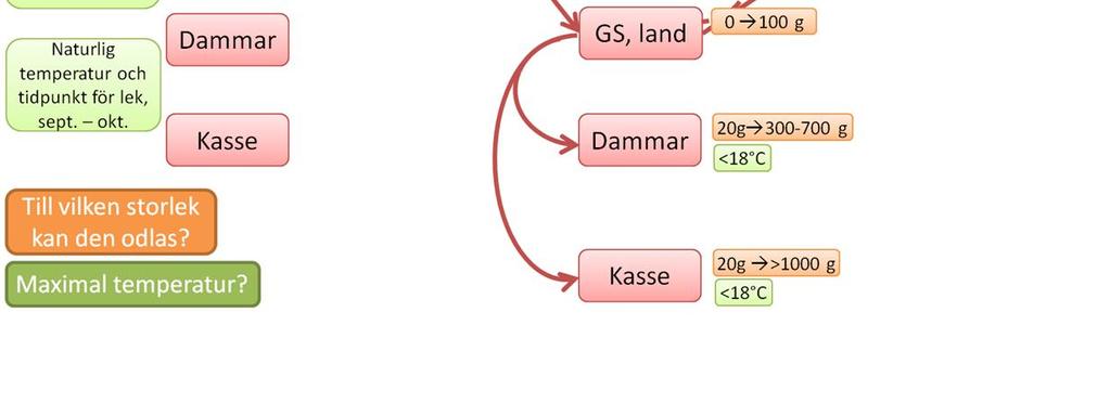 För stamfisken är temperaturen i vattnet och förändringar av denna tillsammans med ljusförhållandena avgörande för att fisken skall lekmogna.