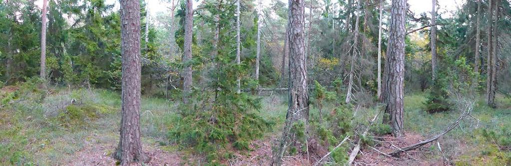 Landskapsobjekt Naturmiljön i det inventerade området utgör en mosaik av olika delar som mer eller mindre diffust övergår i varandra och utgör en helhet.