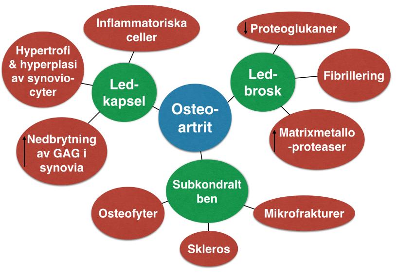 förhöjda belastningen och ökar sin produktion av proinflammatoriska cytokiner (framför allt IL-1ß) och matrixmetalloproteaser, vilket leder till inflammation och ökad nedbrytning av broskmatrix.