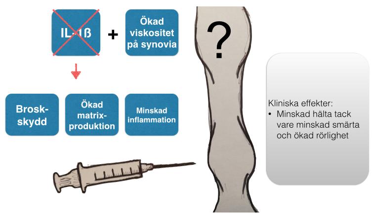 INLEDNING Osteoartrit är ett stort problem hos häst och en majoritet av de hältor som förekommer på häst anses orsakas av ledsjukdomar (Information från LMV supplement 1:2010b).