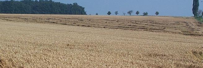 photograph (by courtesy of Agri Con): Methau, August 2004, field 531, winter wheat