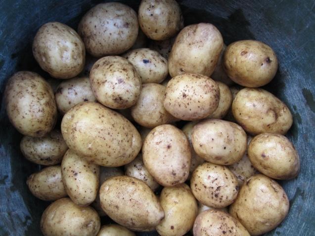 Knölformen var bättre på de behandlade knölarna (bilden till höger) och fläckarna på skalet (huvudsakligen lackskorv) var färre på potatis satt med utsäde som betats med Proradix.