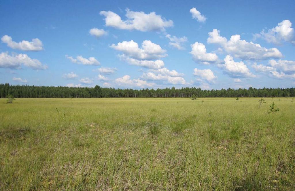 Figur 11 4. Utsikt mot Starrmossens mellersta del, som är i naturtillstånd. 11.4.3 Nuläge Skogarna på projektområdet är huvudsakligen torra och friska moskogar samt torvmoar som används för skogsbruk.