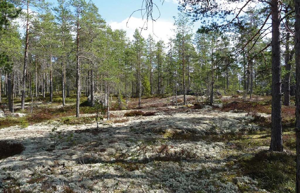 Figur 11 5. Utsikt mot Kompassberget. Värdefulla naturobjekt Starrmossen och Furuedsträsket Vid den nordöstra kanten gränsar projektområdet mot de öppna mossarna Starrmossen och Furuedsträsket.