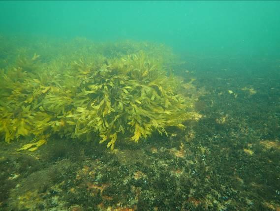 Medins Havs- och Vattenkonsulter AB Foto 7. Vänster: Tång, blåmusslor och rödalger på lokal H3. Höger: Ytnära hårdbotten med tång och grönalger på lokal H3. Foto: Anders Wallin och Susanne Qvarfordt.