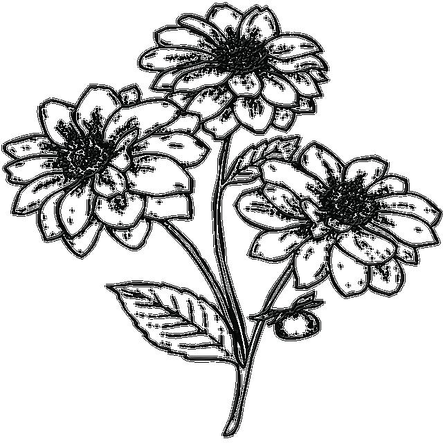 com FRÖKVÄLL HOS NATURSKYDDSFÖRENINGEN 9 feb tisdag, kl. 18:00-20:00 Vi byter fröer och tar fram de nya frökatalogerna.