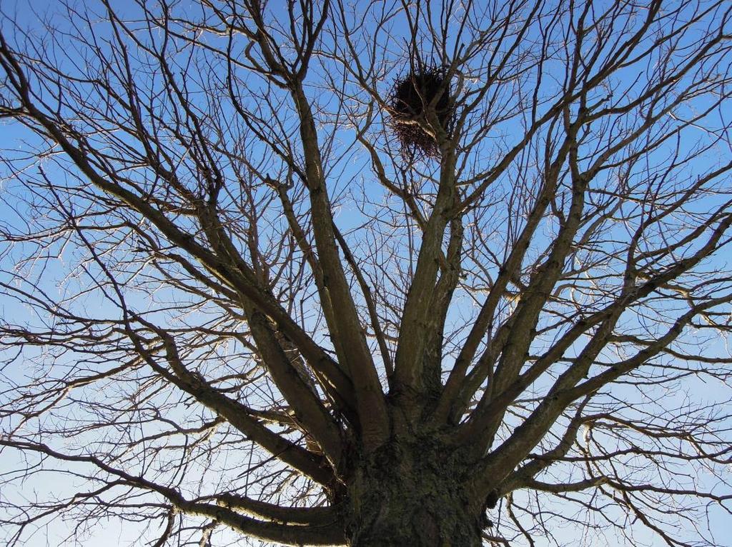 various defoliated deciduous tree species - A study of the sunlight s permeability of tree crowns during winter Ann-Louise Dyer