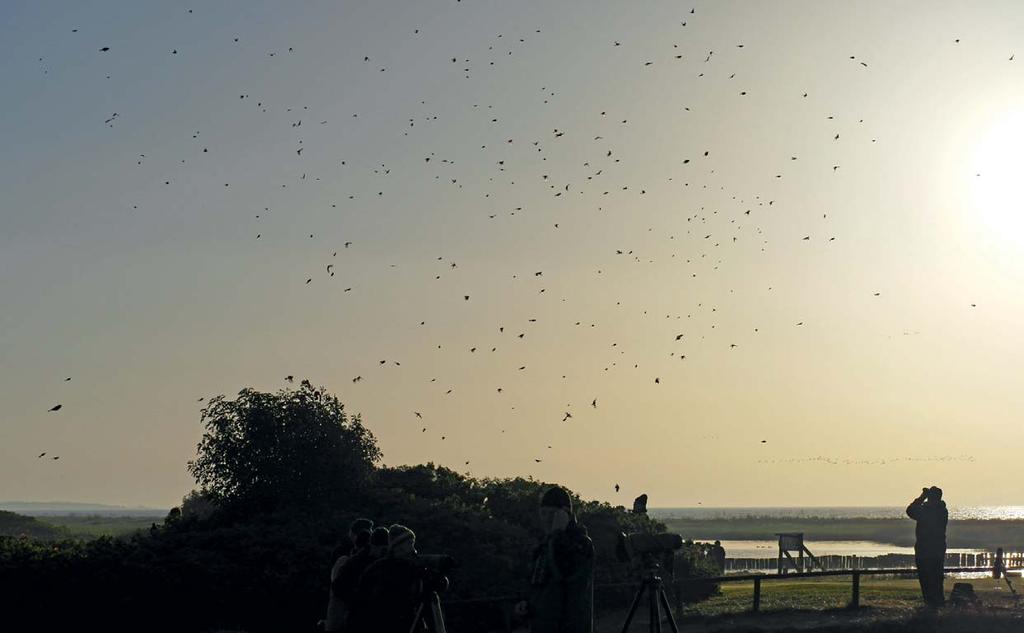 Sträckfågelräkningar vid Falsterbo hösten 2012 Migration counts at Falsterbo in the autumn of 2012 Nils Kjellén Räkningar i