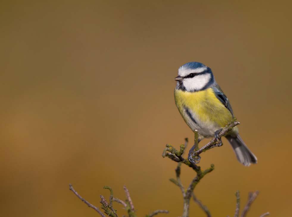 absent. Most buntings seem to be on the decline with a general negative trend in Yellowhammer, Ortolan Bunting, Reed Bunting as well as Snow Bunting.