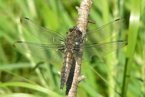 14 september observerades en gungflymosaikslända Aeshna subarctica på ön Häradsskär i Gryts skärgård.