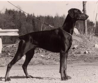 FACTUM S CHINA-CHIN S 37713/83h född: 1983-06-03 e: NUCh SFUCh Doberhill Black Marco N 10578/78h u: SBCh Korad Factum s Afra S 20666/80h Uppfödare o Ägare: Bo o Maud Ehlin, Sävsjö Höjd 63 cm Längd