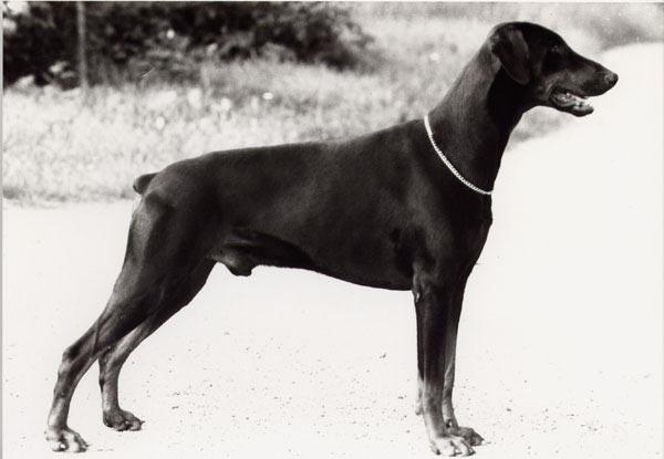 NORDUCh SBCh SFUCh FACTUM S CASSE-COU S37706/83h född: 1983-06-03 e: NUCh SFUCh Doberhill Black Marco N 10578/78h u: SBCh Korad Factum s Afra S 20666/80h Uppfödare o Ägare: Bo o Maud Ehlin, Sävsjö
