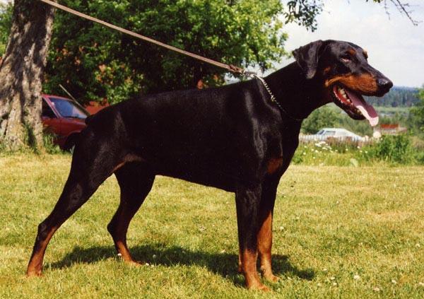 INTUCh SUCh SFUCh SBCh S(DRAG)Ch FACTUM S CLASSIC-CASE S 37708/83h född: 1983-06-03 e: NUCh SFUCh Doberhill Black Marco N 10578/78h u: SBCh Korad Factum s Afra S 20666/80h Uppfödare: Bo o Maud Ehlin,