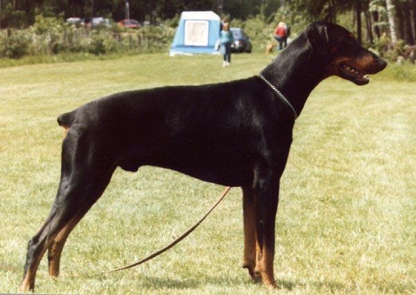 FACTUM S COOPER-COOL S 37710/83h född-1983-06-03 e: NUCh SFUCh Doberhill Black Marco N 10578/78h u: SBCh Korad Factum s Afra S 20666/80h Uppfödare: Bo o Maud Ehlin, Sävsjö Ägare: I Berndt o J