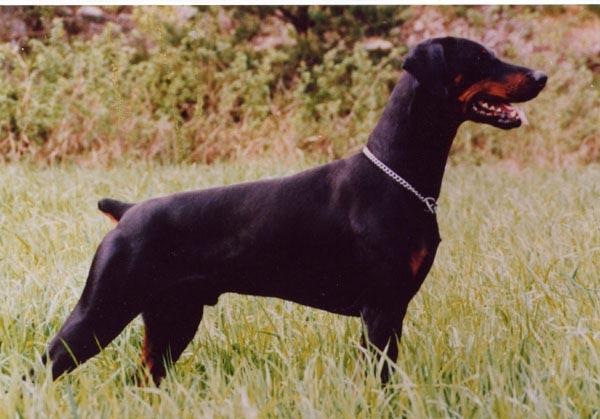 SLCh SKALL-JAM S DON-RAMIRO S54706/83h född: 1983-08-30 e: NUCh SFUCh Doberhill Black Andy N 14172/80 u: NUCh Altenhofer Flora-Bianca S 50608/76h Uppfödare: Wanja Salomonsson, Klässbol Ägare: Tommy