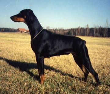 INTUCh SUCh NUCh S(DRAG)Ch LP DOBERHILL BLACK NORA N 07601/82h född: 1982-03-15 e: INTUCh NUCh NLCh Doberhill Black Unique-Case N 11969/74 u: NUCh NV-81 Korad Doberhill Black Minna N 10580/78h