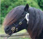 Stuteri Lady s Holm Droppen urholkar stenen.