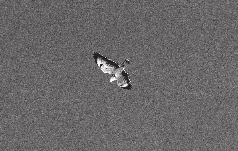 Figure 2. A Common Buzzard Buteo buteo belonging to the category "white". This bird is an adult individual. Photo: Nils Kjellén. En ormvråk tillhörande den vita kategorin.