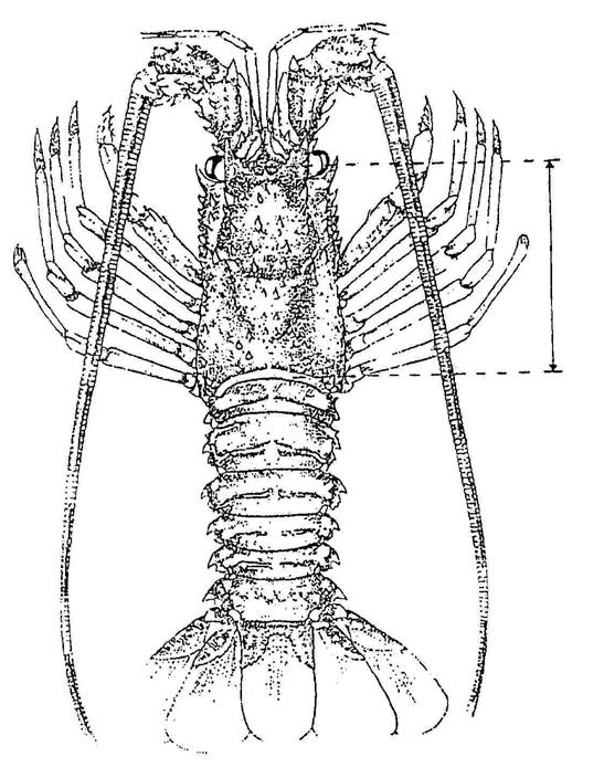 Figur 2 Havskräfta Figur 3 Hummer