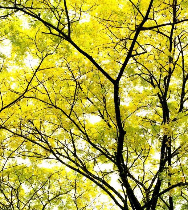 Träden är nyplanterade korstörneträd, Gleditsia Sunburst.