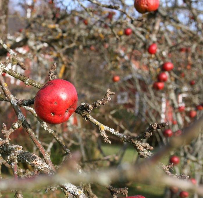 00 Bön & Fika onsdag 12 december fredag 14 december 17.30 Samling inför musikalen 19.