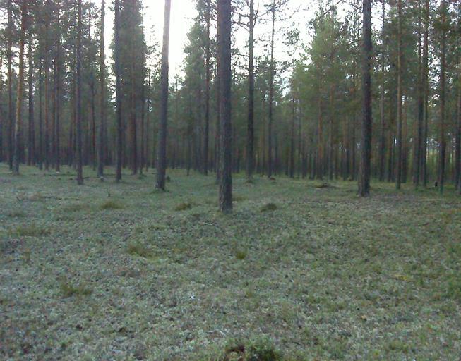 2.3.3 Klimatpåverkan Vi ser en förändring i naturen till det positiva hållet när det gäller vissa miljöindikatorer till exempel har förekomst av utter och skogshönsfåglar ökat de senaste åren.
