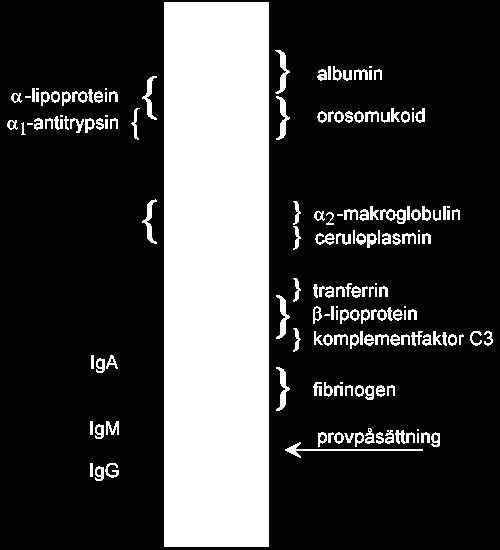 Elektrofores en metod att separera aminosyror/proteiner/dna Olika aminosyror (proteiner) kan separeras från varandra (pga olika IP) med