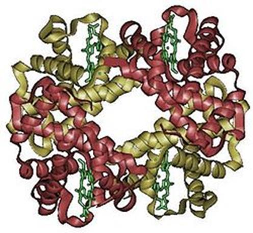 Globulära proteiner Aminosyrorna på utsidan av proteinet har hydrofila R-grupper