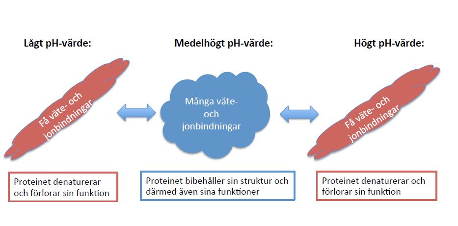 Hur ph-värdet