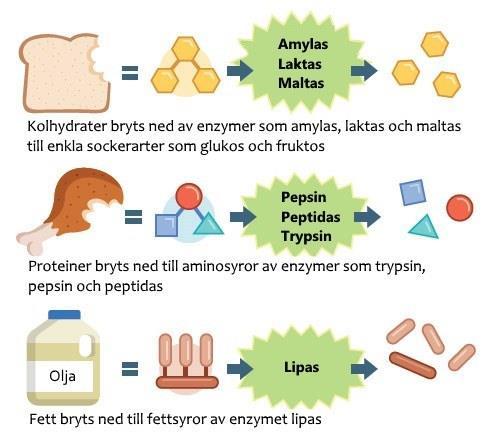 Enzymer