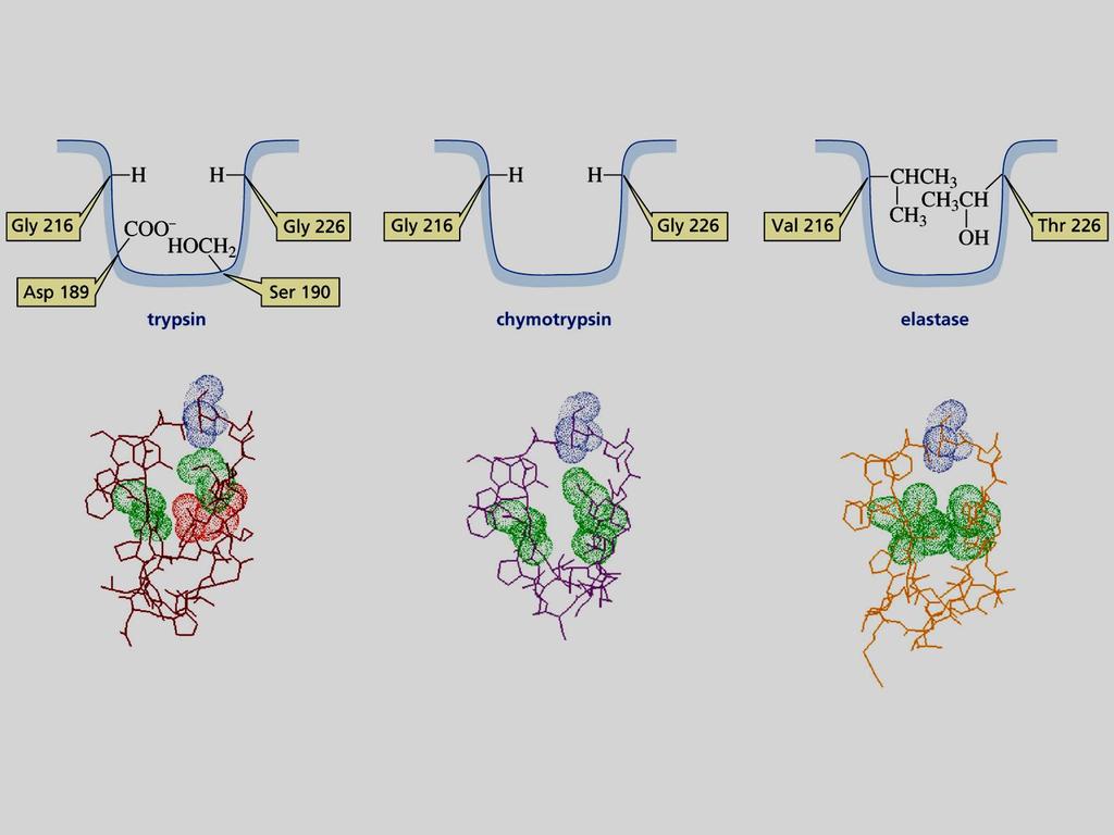 Exempel på aktiva ytan i tre olika enzym Chymotrypsin binder flata, opolära aminosyror. Trypsin binder långa basiska aminosyror Elastas binder små aminosyror.