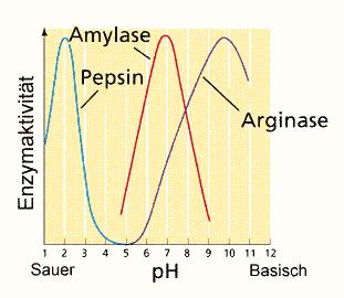Enzymaktivitet är ph-beroende Sidokedjorna hos aminosyrorna ändras vid olika ph.