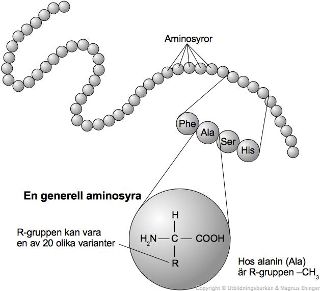 Aminosyror bygger