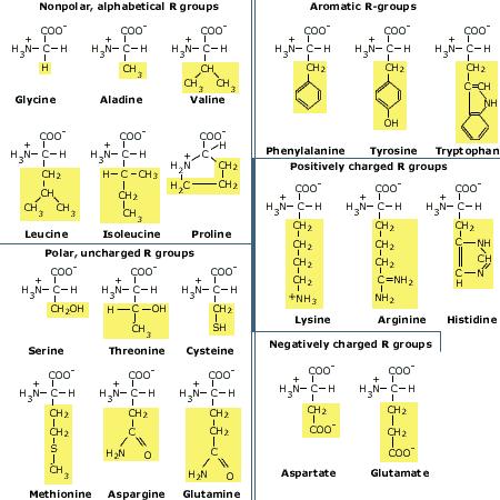 2 aminosyror sid351