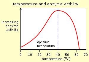 Enzymer är temperaturberoende Varför går