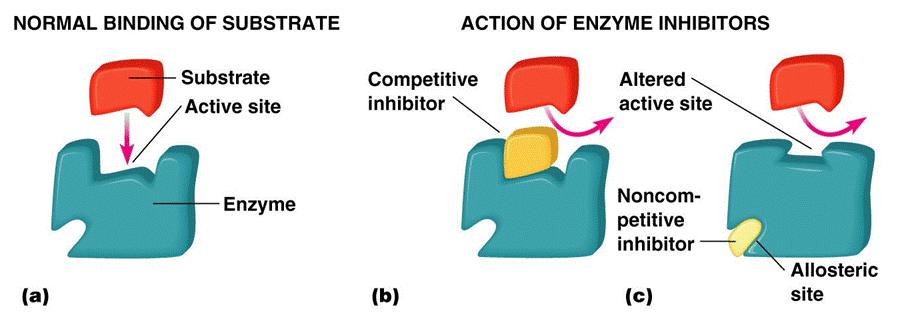 Enzymer kan blockeras av en inhibitor Enzymaktiviteten stoppas/bromsas -inhiberas Inhibitorn kan vara