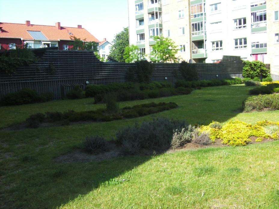 Figur 10. Bild på växter på en takträdgård som är små och har därmed ett mindre rotsystem, vilket passar bra på en takträdgård.