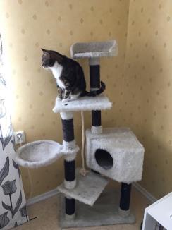 Om katten känner sig stressad ska den ha möjlighet att gömma sig, och när den känner sig mindre stressad kunna bevaka platsen.