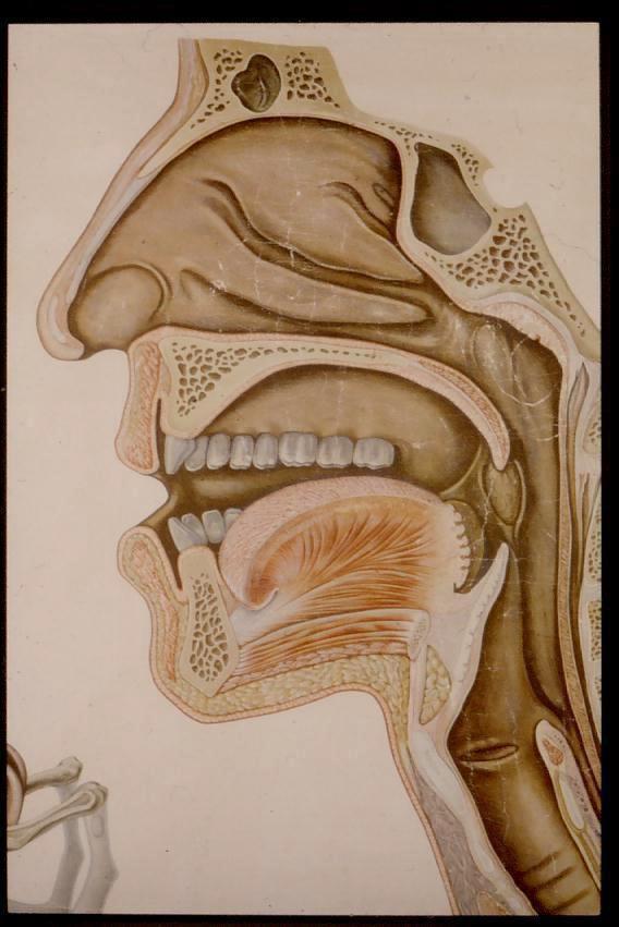 Kursen i Öron-näs-hals-sjukdomar