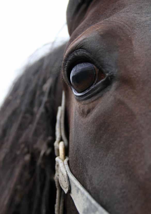 OM HÄSTEN 5 SINNEN Hästen har precis som oss människor, fem grundsinnen: syn, lukt, känsel, smak och hörsel. Men hur de används skiljer sig åt och det beror bland annat på att hästen är ett flyktdjur.
