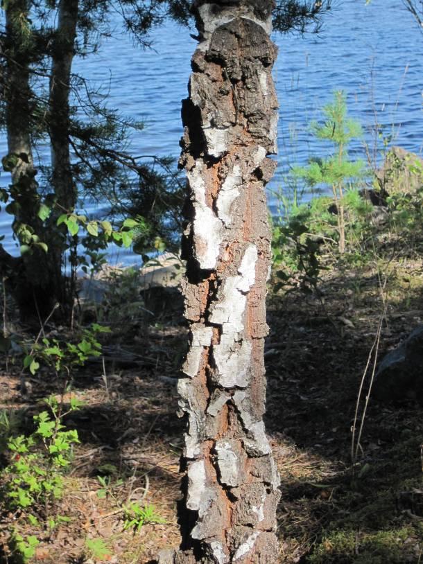 Slutrapport för projektstöd i landsbygdsprogrammet Projektnamn: Naturturism i Uppsala län - del 1