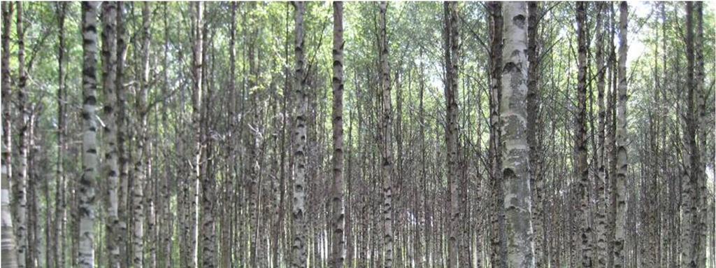 områdena i figuren växer samma typ av skog, men här finns mera gran (Picea abies) i trädskiktet. Figur B.4. Gammal åker- eller ängsmark med en renodlad, ca 40-årig björkskog.