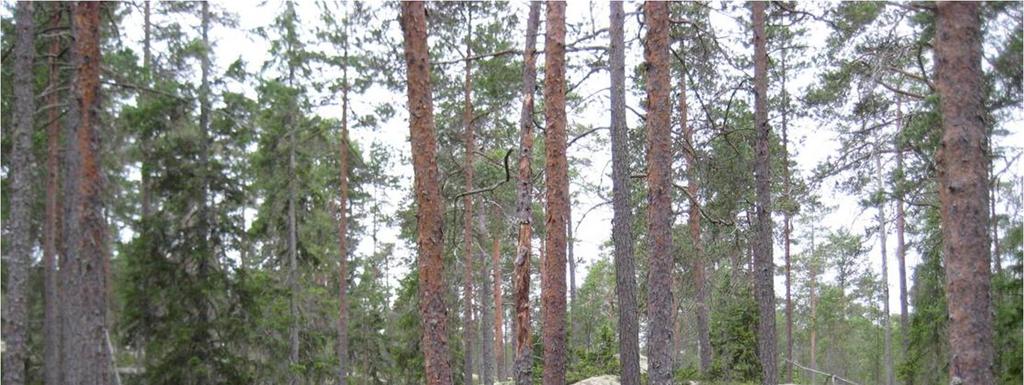 (Betula sp.). Fältskiktet är mycket frodigt och här påträffas bl.a. hundfloka (Anthriscus sylvestris), älggräs (Filipendula ulmaria) och duntrave (Epilobium angustifolium). Figur D.4.