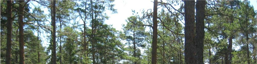frisk moskog (MT) och med ett större inslag av gran (Picea abies). Vid åkerkanten finns också en mycket stor och bred stengärdsgård. Bild 3. Berget utgörs av en gammal hällmarkstallskog. Figur A.15.