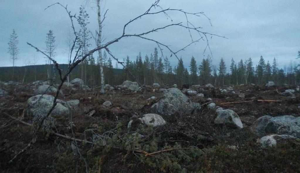 Foto 5 Hygge som ansluter till Inlandsbanan. Markytan är mycket blockrik. Fotot är tagit västerut mot Inlandsbanan som ligger på lägre nivå jämfört med hygget 7.