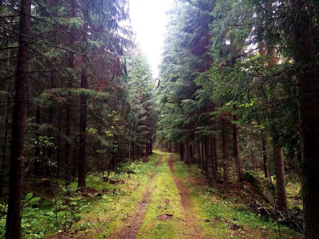 Det finns mycket skog i Östergötland Skogen är en viktig resurs för en grön